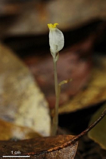 Burmannia oblonga