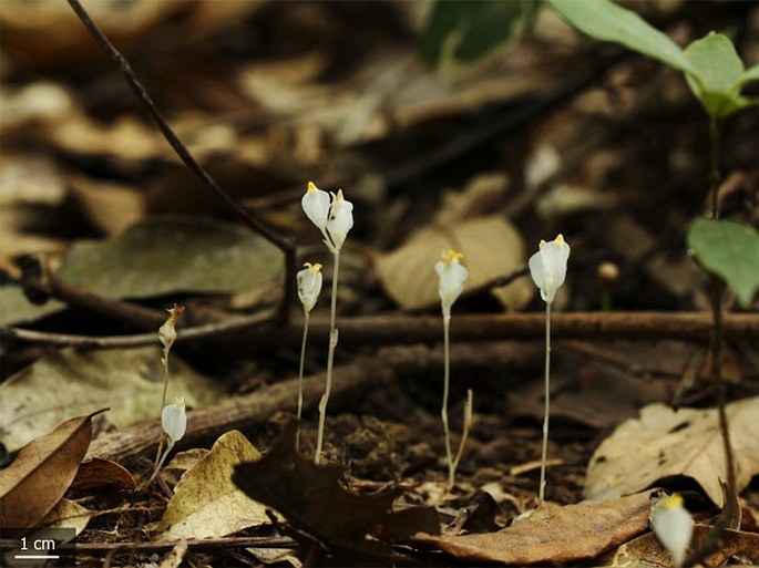 Burmannia oblonga