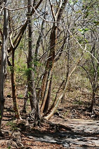 Bursera simaruba