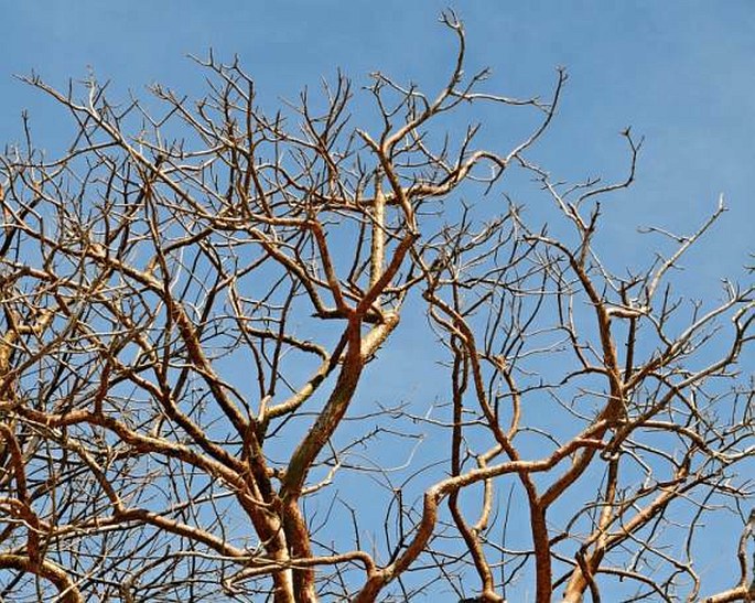 BURSERA SIMARUBA (L.) Sarg. - březula