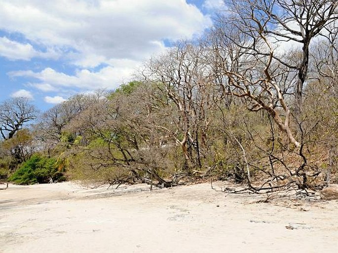 Bursera simaruba