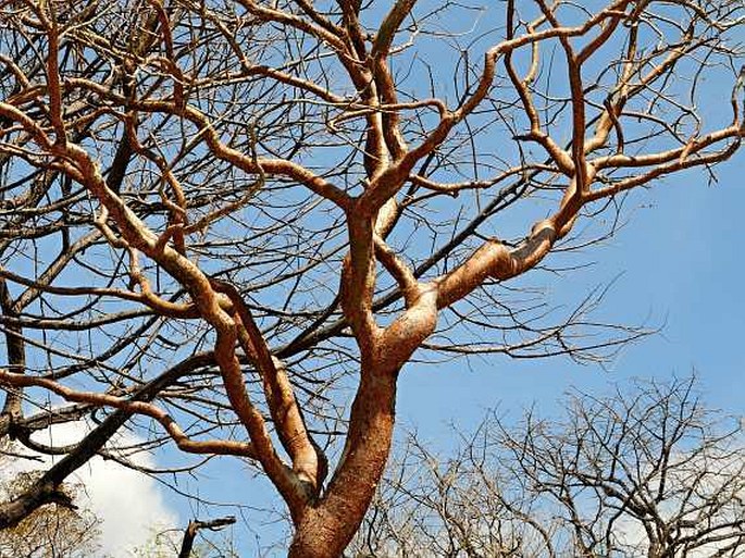 Bursera simaruba