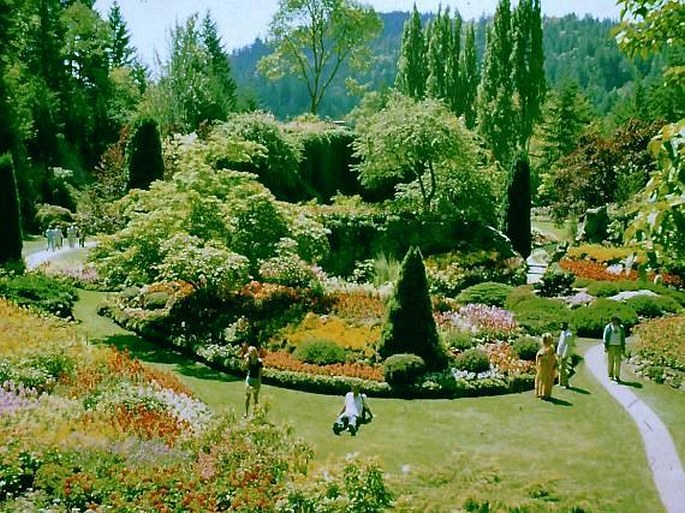 Butchart Gardens