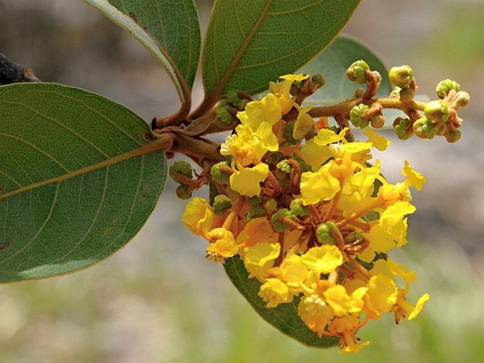 BYRSONIMA CRASSIFOLIA (L.) Kunth