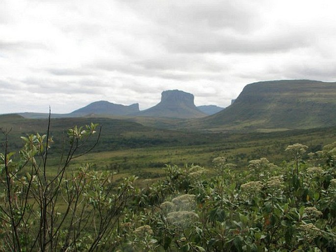 Neotropis – Brazilská oblast – Provincie Caatinga