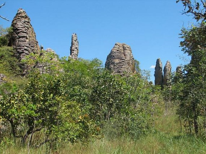 Caatinga