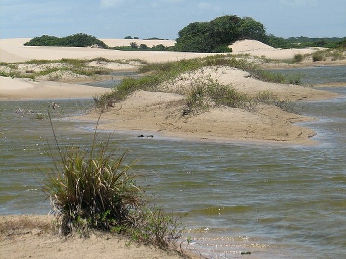 Caatinga