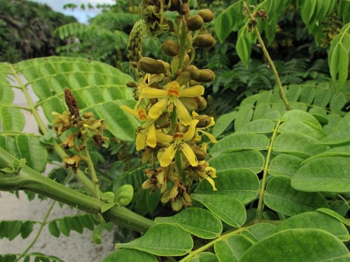 CAESALPINIA BONDUC (L.) Roxb. – sapan