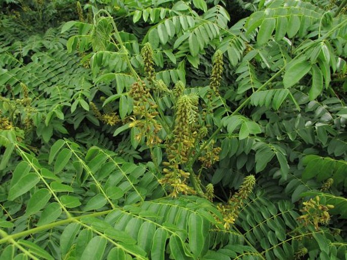 Caesalpinia bonduc