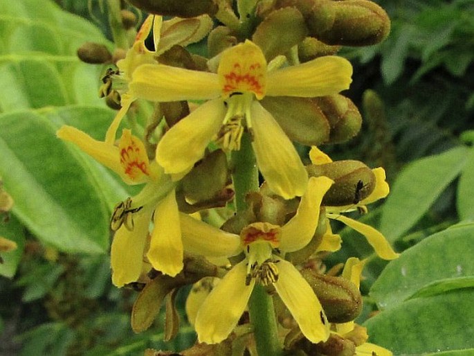 Caesalpinia bonduc