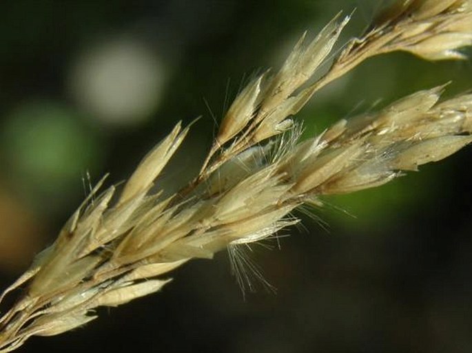 CALAMAGROSTIS VARIA (Schrad.) Host – třtina pestrá / smlz pestrý