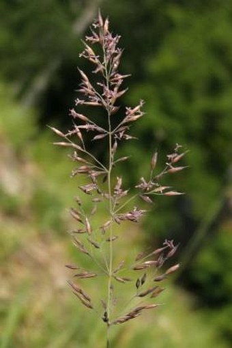 Calamagrostis varia