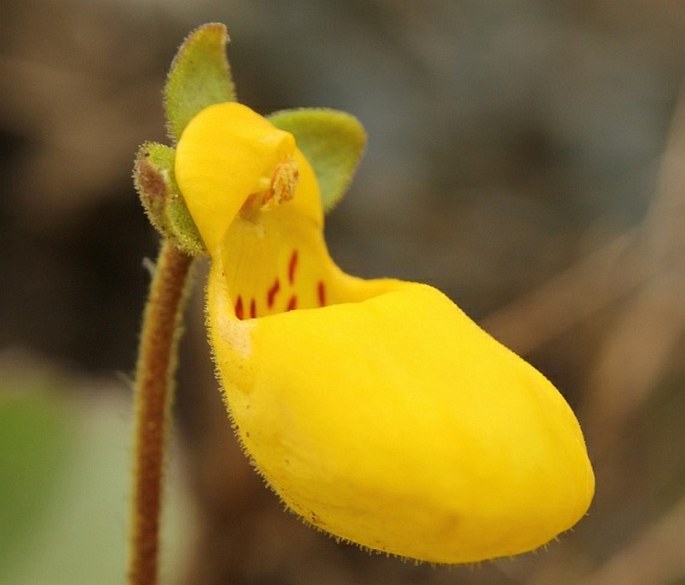 CALCEOLARIA BIFLORA Lam. – pantoflíček