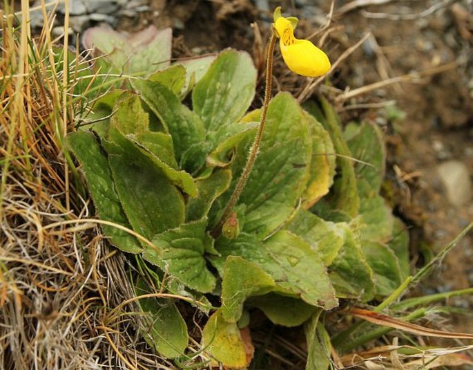 Calceolaria biflora