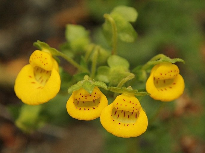 CALCEOLARIA TENELLA Poepp. – pantoflíček