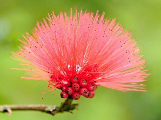 CALLIANDRA HAEMATOCEPHALA Hassk.