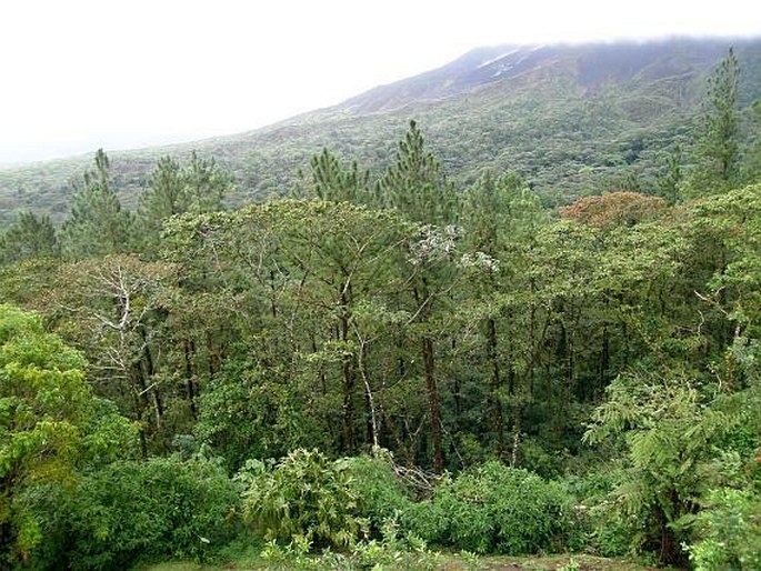 Calliandra haematocephala