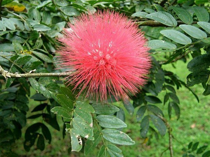 Calliandra haematocephala