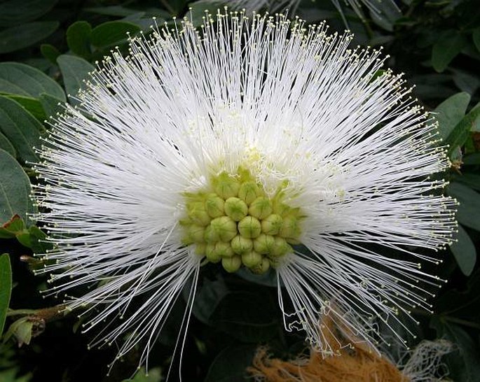 Calliandra haematocephala