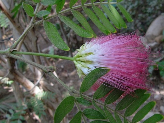 CALLIANDRA SURINAMENSIS Benth.