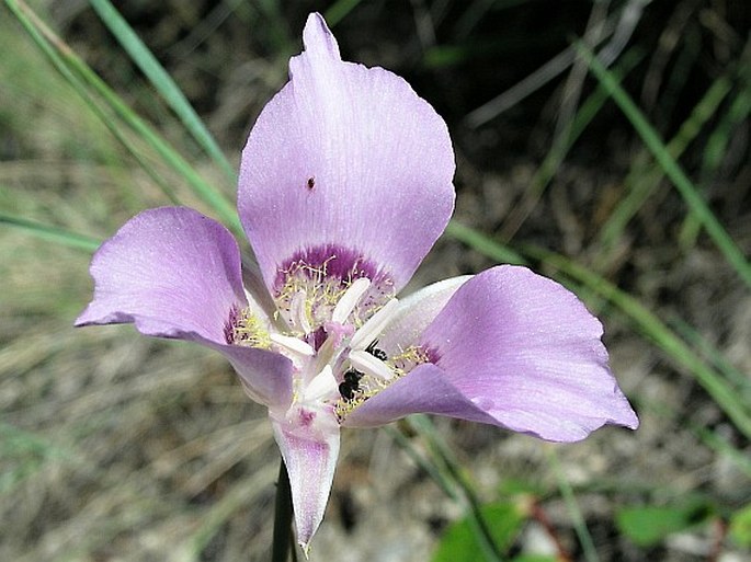 CALOCHORTUS MACROCARPUS Douglas – pěknosemenec