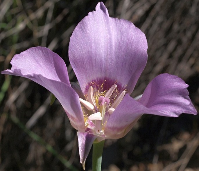 Calochortus macrocarpus