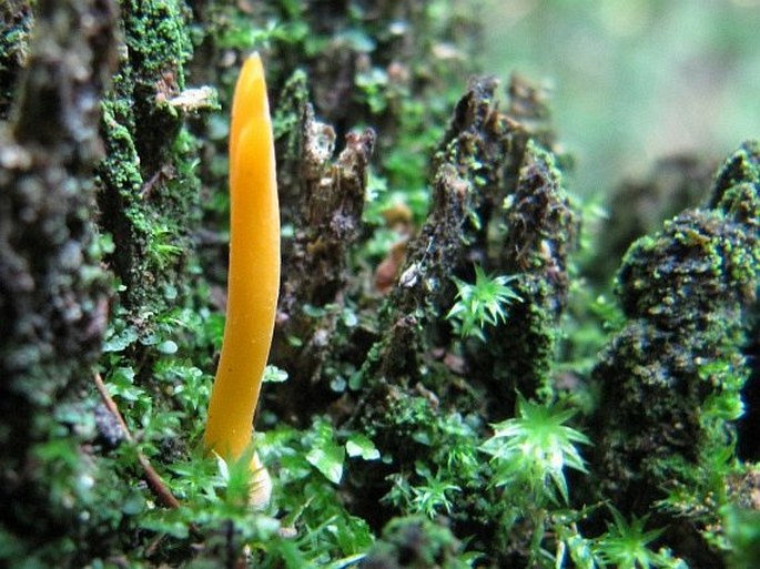 Calocera cornea