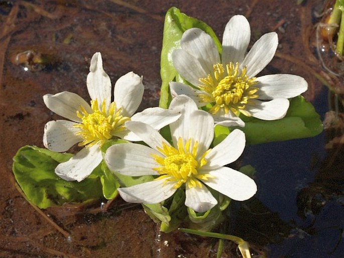 CALTHA LEPTOSEPALA DC. - blatouch / záružlie