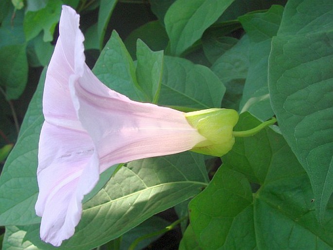 Calystegia pulchra