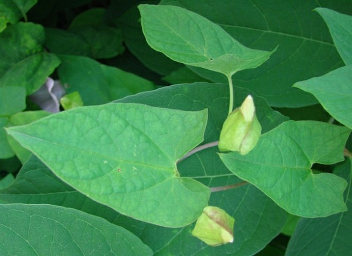 Calystegia pulchra