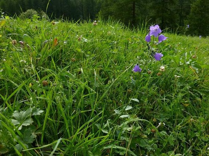 Campanula rhomboidalis