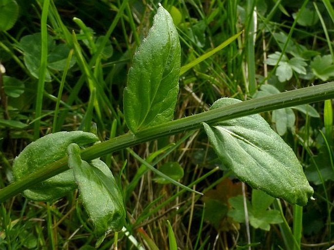 Campanula rhomboidalis