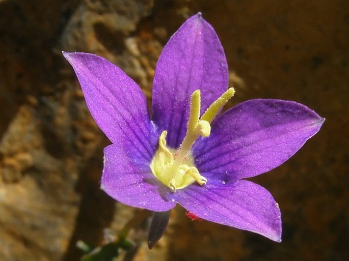 Campanula hawkinsiana