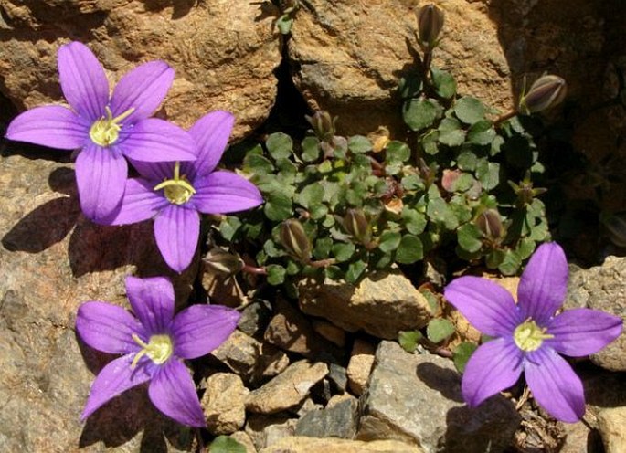 Campanula hawkinsiana