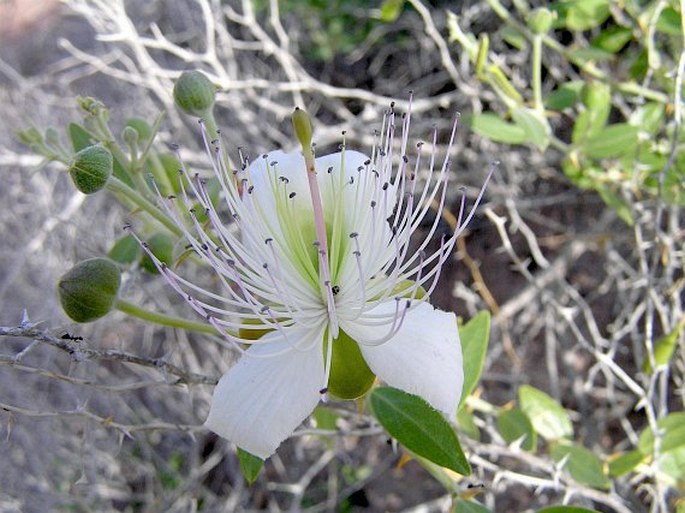 Capparis mucronifolia