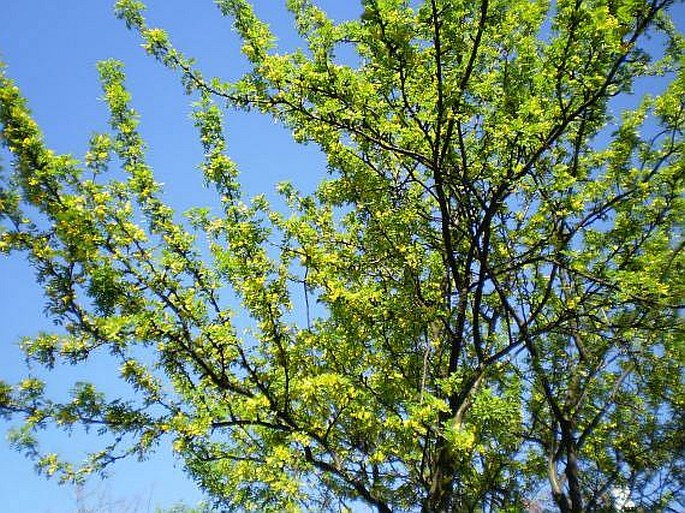 Caragana arborescens