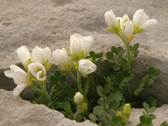 Cardamine carnosa