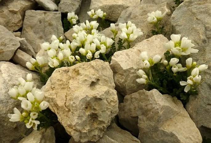 Cardamine carnosa