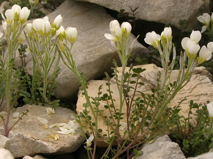 Cardamine carnosa