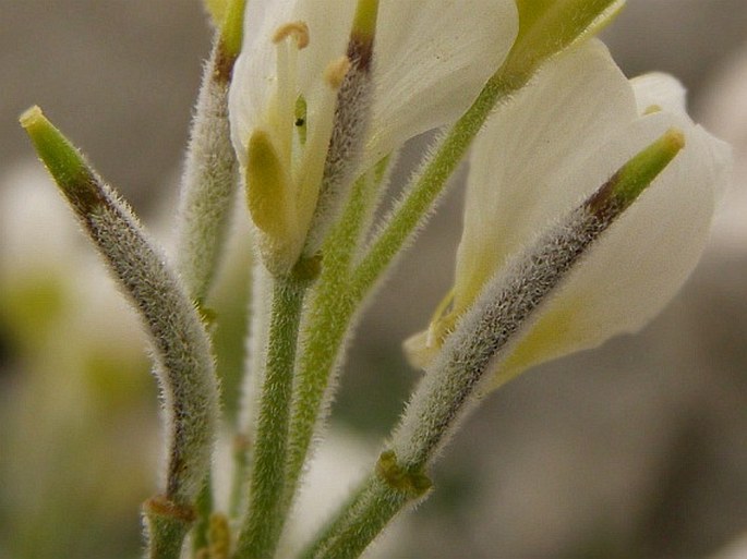 Cardamine carnosa