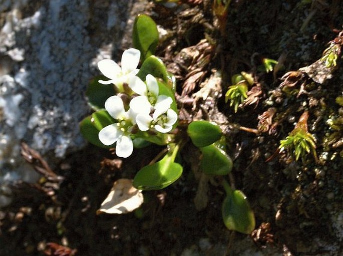 Cardamine bellidifolia subsp. alpina