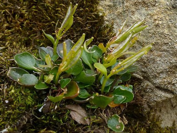 Cardamine bellidifolia subsp. alpina