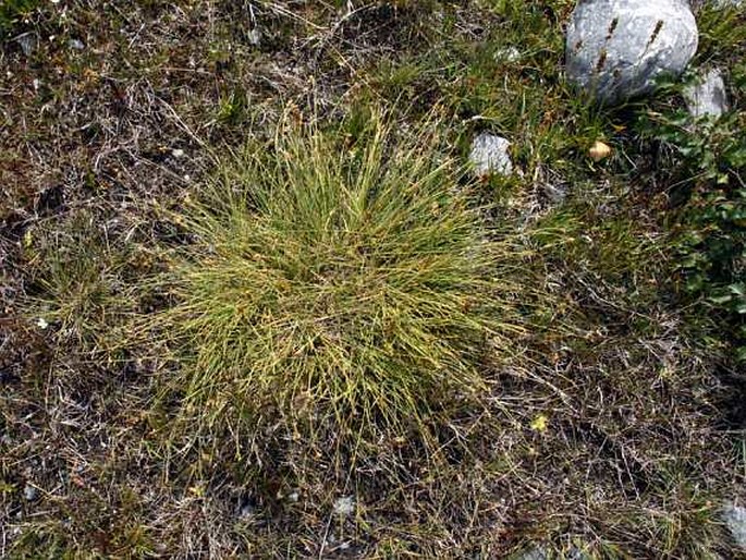 Carex bicolor