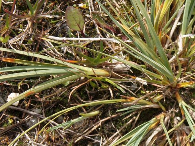 Carex bicolor