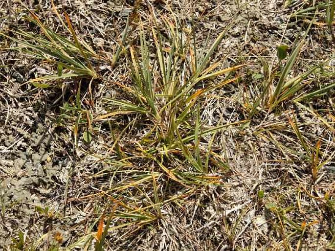 Carex bicolor