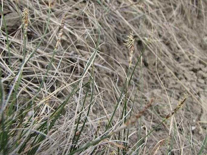 Carex filifolia