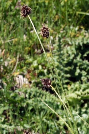 Carex foetida