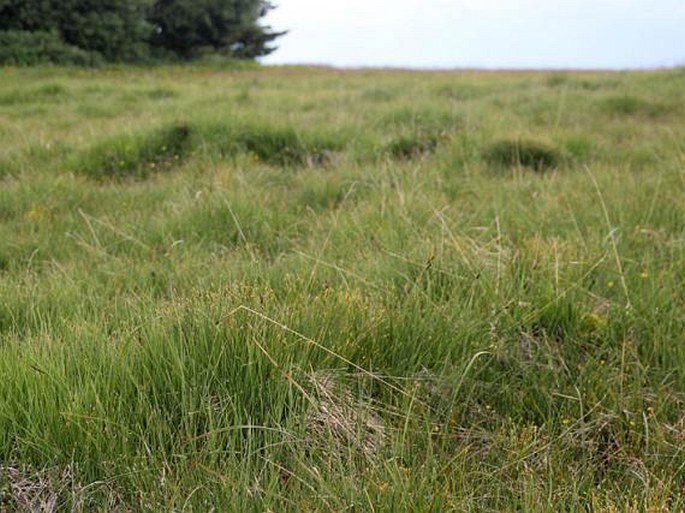 Carex heleonastes