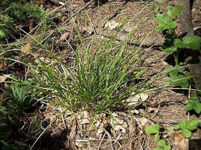 Carex muricata