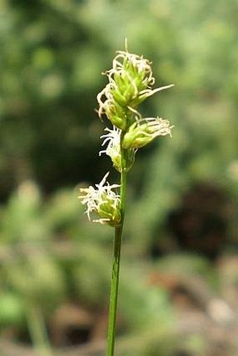 Carex muricata